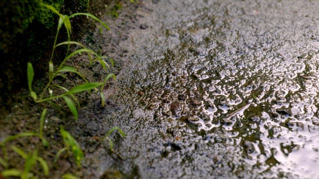 Water drops falling on moss