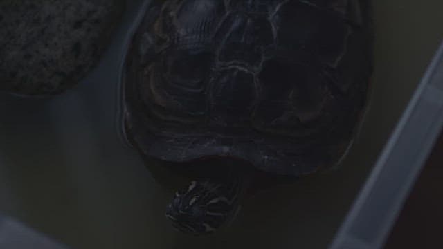 Turtle shrinking its neck in the dark