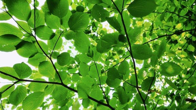 Fresh green leaves basking in sunlight