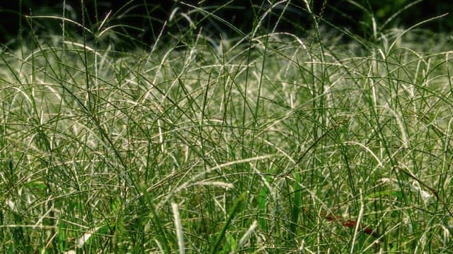 Intricate Patterns of Grass Blades