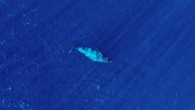 Whale swimming in the deep blue ocean