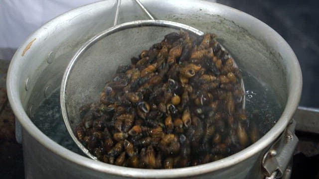 Boiling marsh snails in a pot