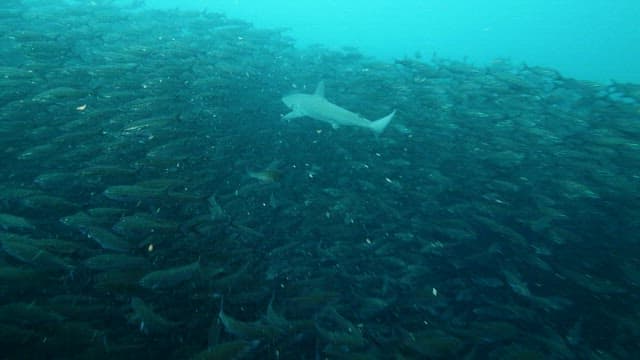 Shark swimming through a school of fish underwater