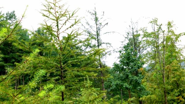 Green leaves with raindrops in a forest