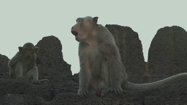 Monkeys Playing on a Stone Structure in Ancient Temple