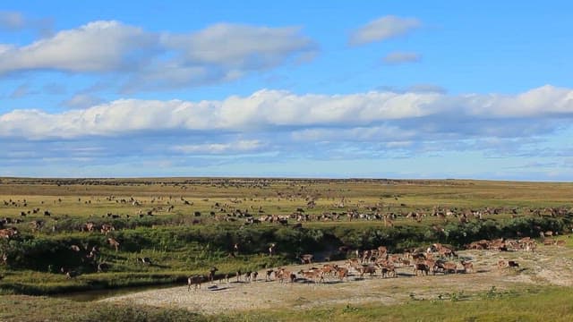 Herd of deer grazing on vast grassland