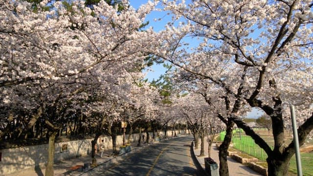 Cherry blossoms in full bloom along a serene road
