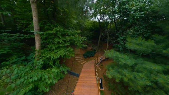 Scenic Pathway Through a Lush Forest