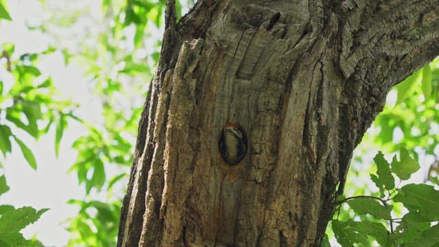 Woodpecker Nesting in a Tree Hole
