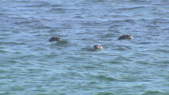 Seals swimming in the ocean during daylight