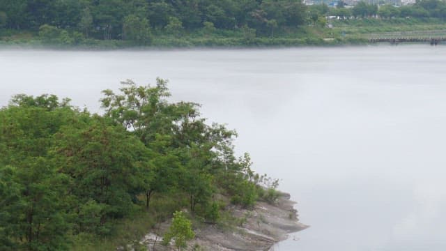 Trees on a riverbank with foggy surroundings