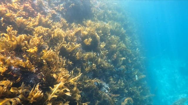 Underwater scene with seaweed and fish