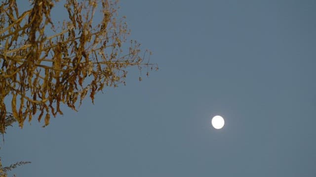 Full moon with autumn branches against night sky