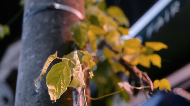 Leaves on a tree branch at night