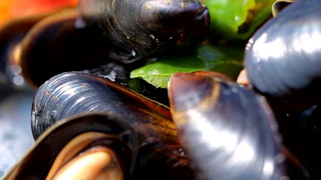 Close-up of fresh mussels