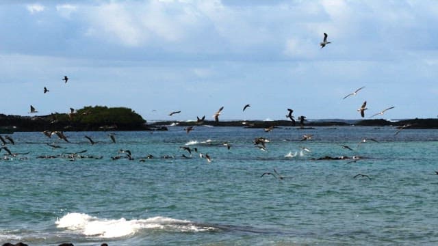Birds flying and diving over coastal waters