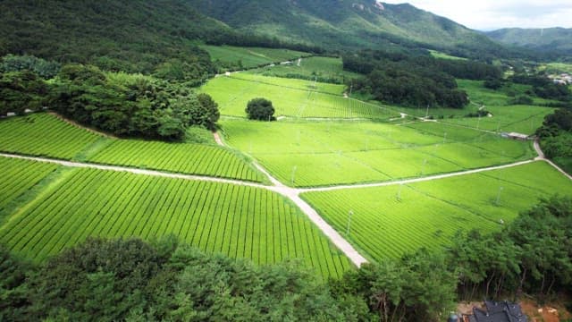 Expansive green tea fields with mountains
