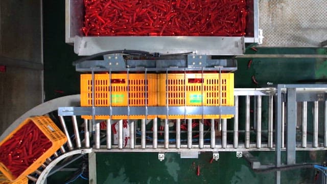 Red peppers being processed in a factory