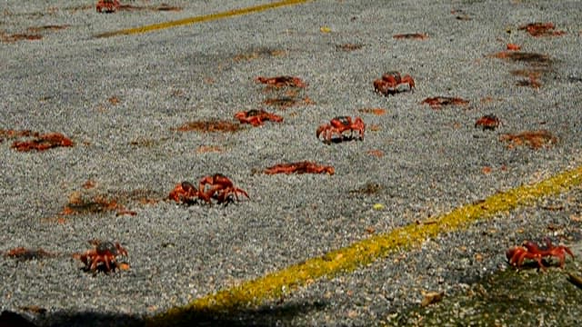 Migration of Red Crabs in Pathway