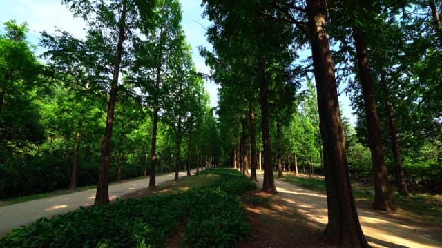 Quiet forest path under the bright afternoon sun