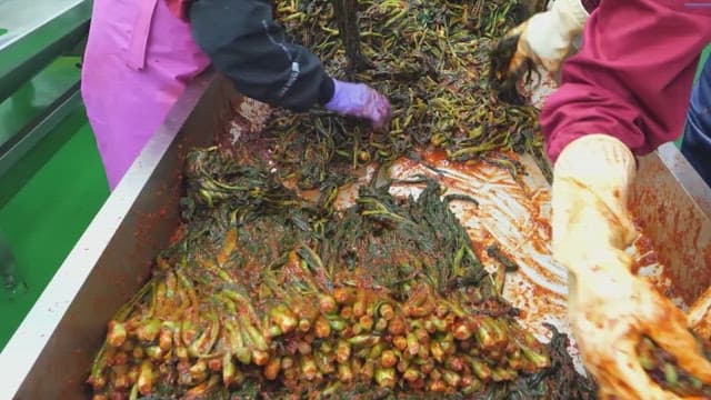 Preparing kimchi with fresh young radish stems