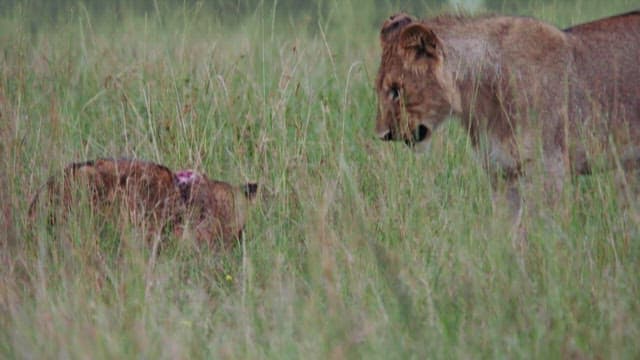 Mother Lion Caring for Her Injured Cub