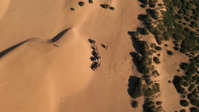 Group of people riding camels in the desert