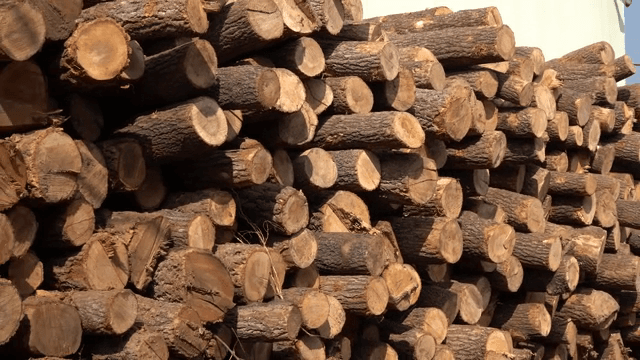 Wood logs stacked outdoors
