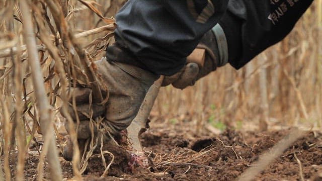 Farmer harvesting crops in the field