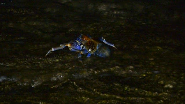 Blue Crab Navigating a Rocky Beach