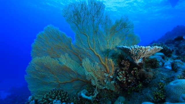 Underwater View of Coral Reef and Marine Life