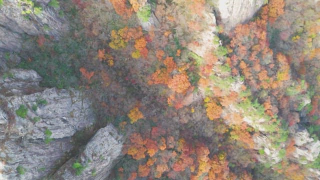 Autumn foliage on a rocky mountain