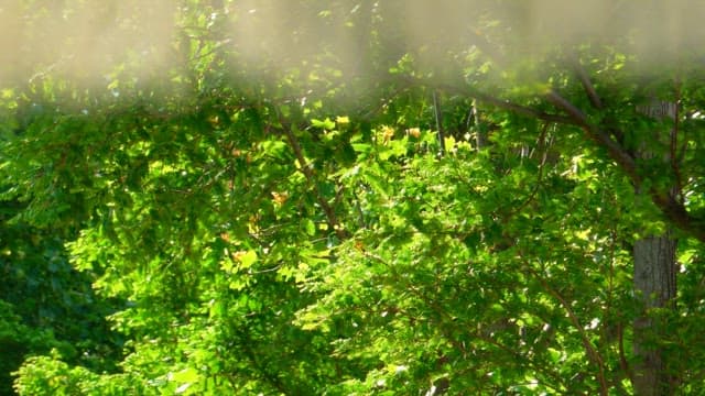 Gentle breeze rustling the green leaves of trees in the forest