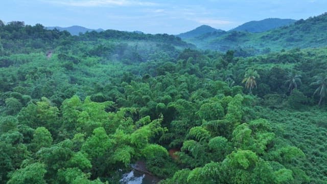 Lush tropical forests of Palawan Islands