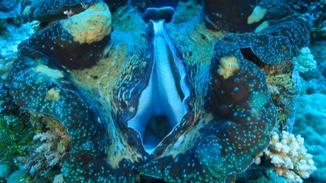 Giant clam on the sea floor
