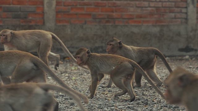 Monkeys Moving in Groups on the Ground