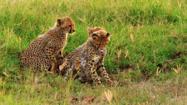 Cheetahs Resting and Playing in the Grass