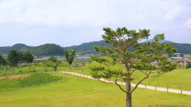 Tranquil park and historical site with pine trees and tombs