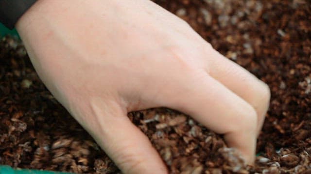 Checking the soil quality by touching it with hands
