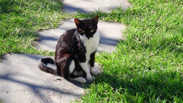 Cat sitting on a sunlit garden path, looking around and scratching itself