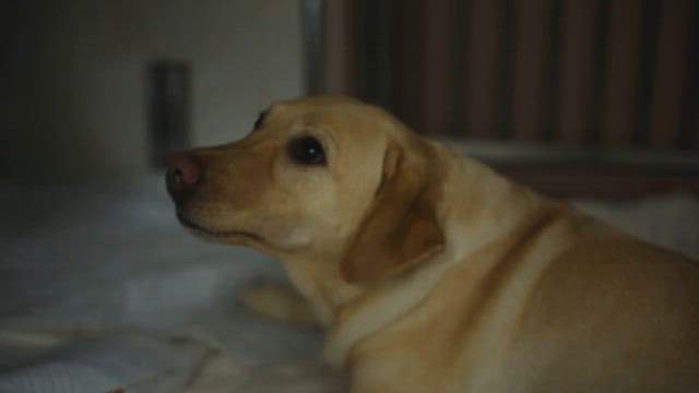 Interaction between newborn puppies and their mother dog