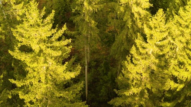 Dense forest landscape with tall trees