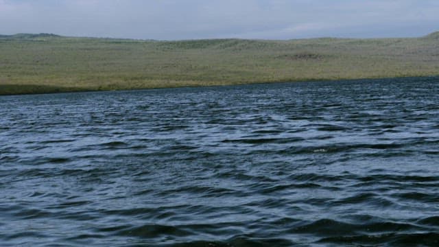 Whale Breaching in Ocean Landscape