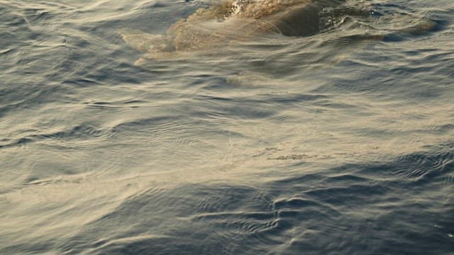 Sea turtle swimming with fish