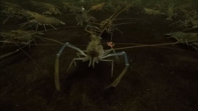 Shrimps swimming in a dark aquarium