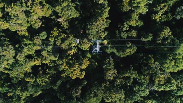 Aerial view of a dense forest with a cable car