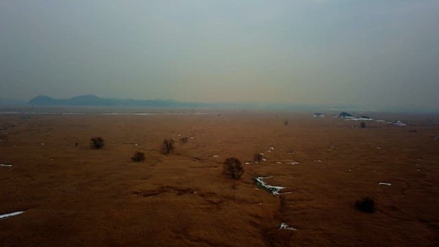 Vast open field with scattered trees
