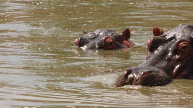 Hippos Submerged in Water
