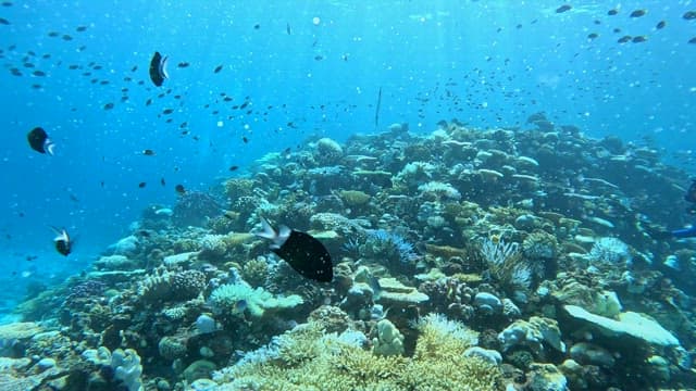 Vibrant coral reef teeming with fish