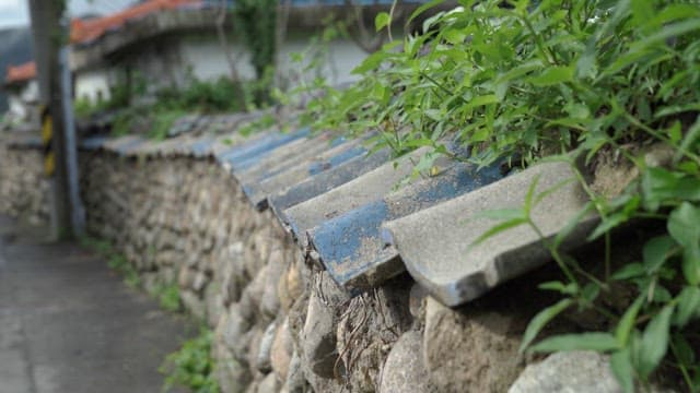 Plants growing on an old stone wall with tiles in a rural village
